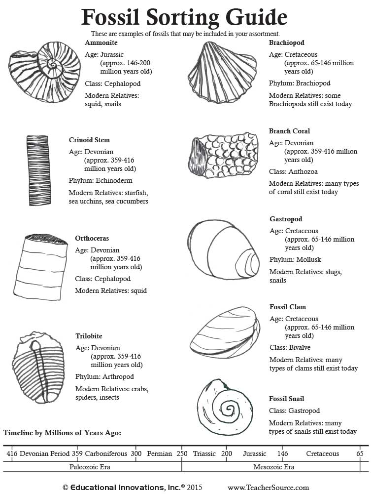 Fossil Sorting Guide