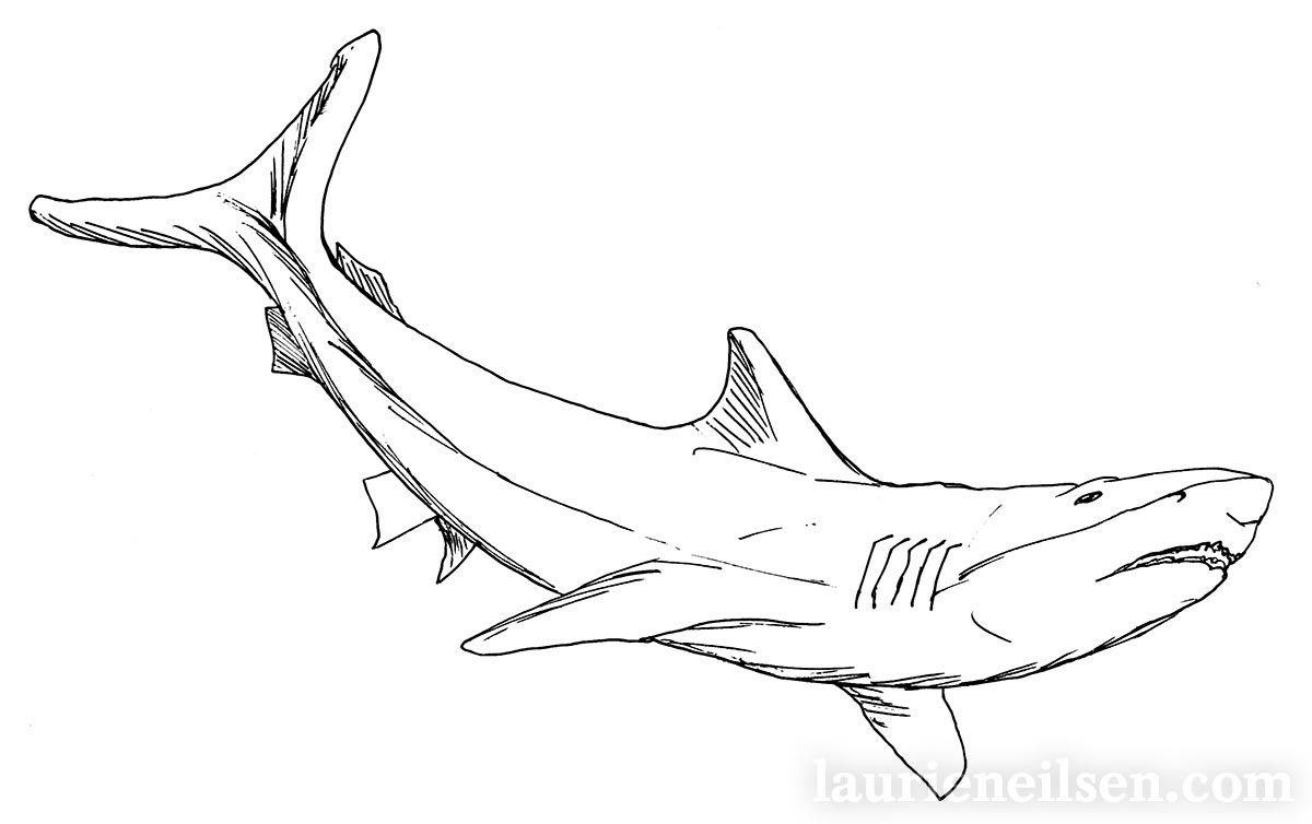 Mako Shark