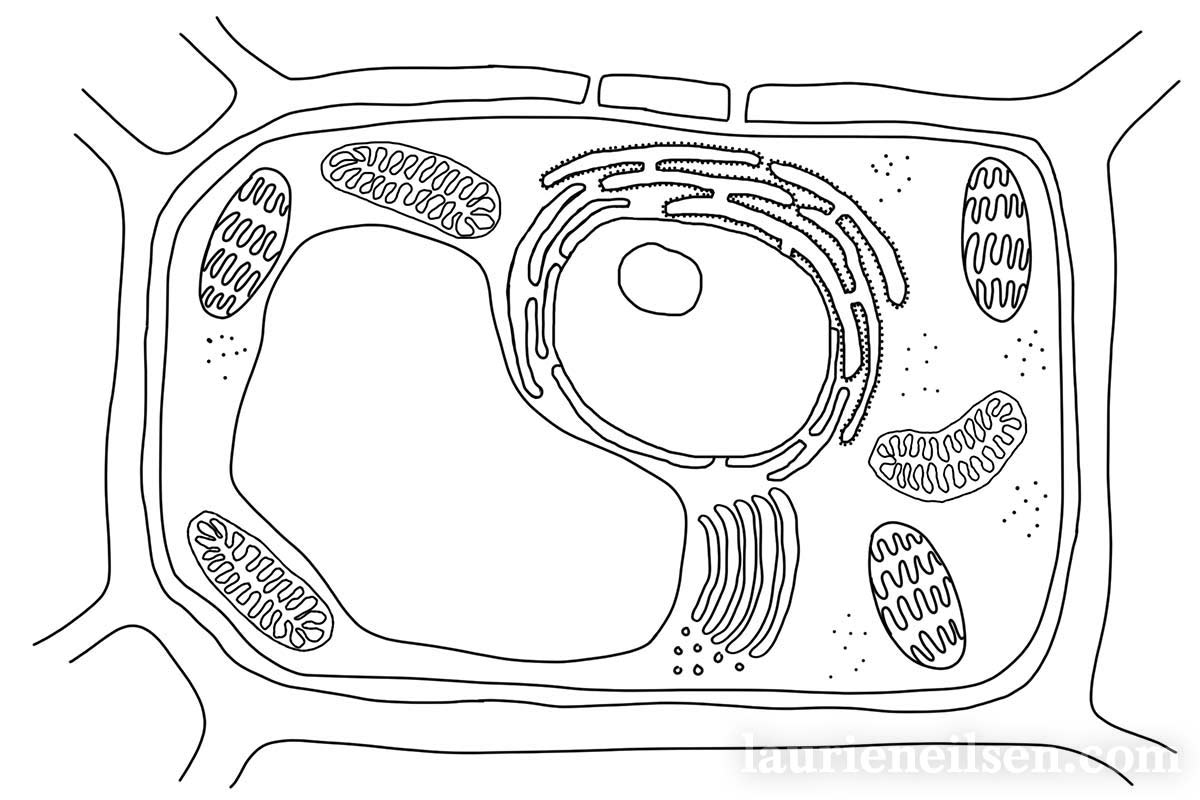 Plant Cell