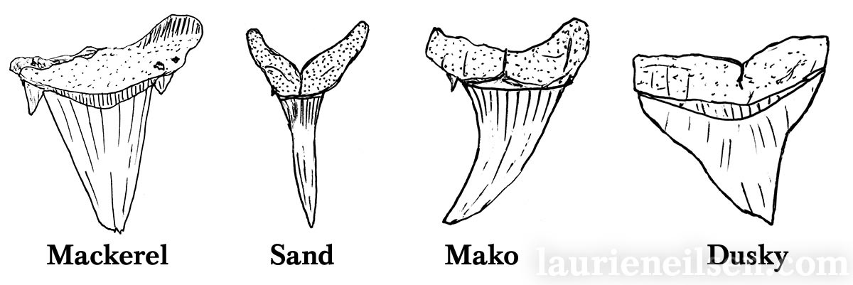 Shark Teeth